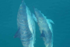 Dolphins in Scapa Flow