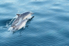 Dolphins