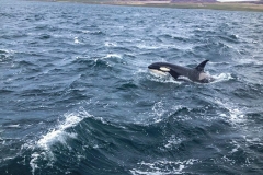 Orca in Scapa Flow
