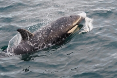 Orca in Scapa