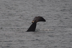 Orca tail