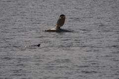 Orca waving