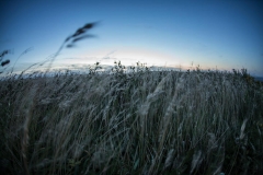 Orkney fields