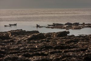 Seals basking in the sun