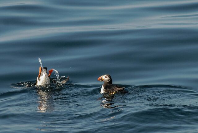 Orkney Puffins. #jackieshouseorkney #visitorkney #visitscotland #islandlife #rspbimages #birds #puffins #birdwatching #seabirds